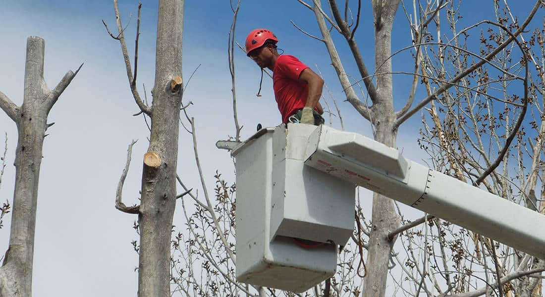 Tree Trimming Service In Denver CO