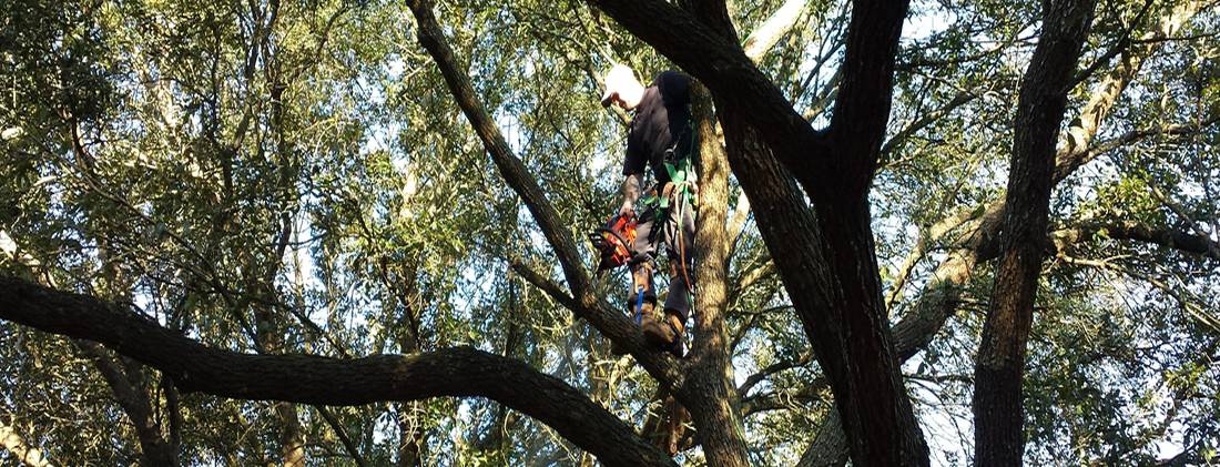 Denver CO Tree Pruning