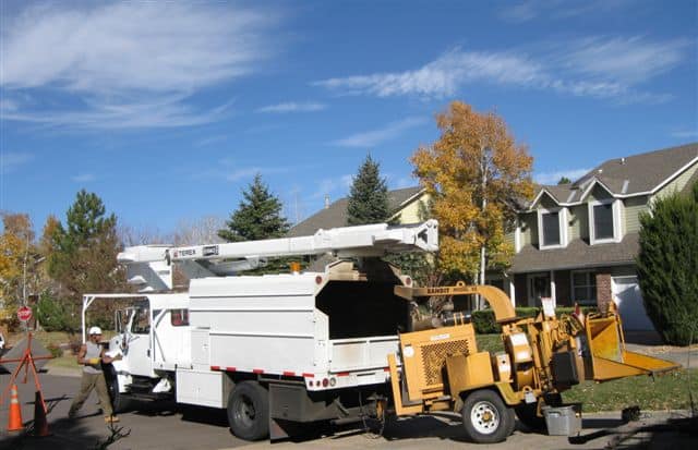 tree removal in action in Littleton CO