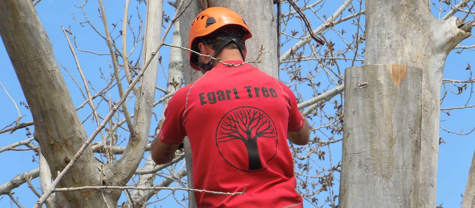 Tree Service Company Arvada CO