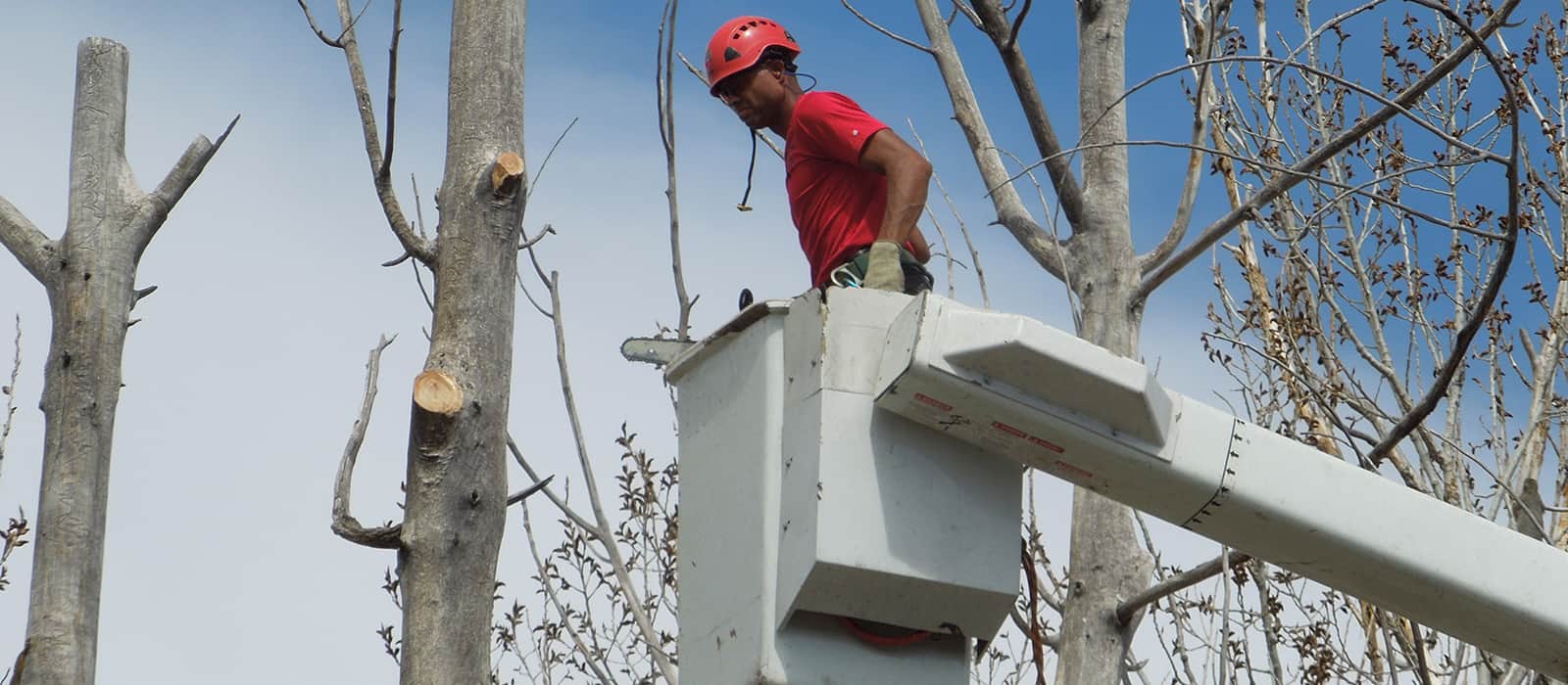 Tree Service Company Denver CO