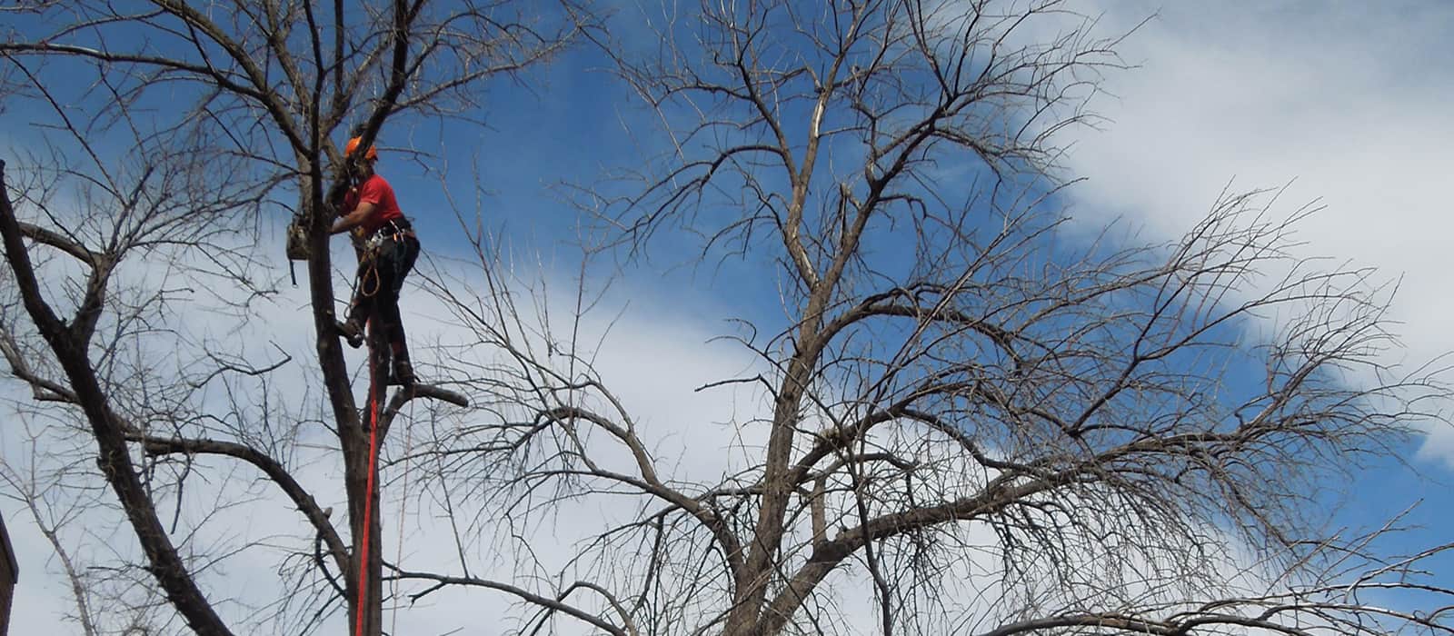 tree service and tree removal pros in Wheat Ridge CO