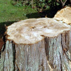 tree fertilization Glendale TX
