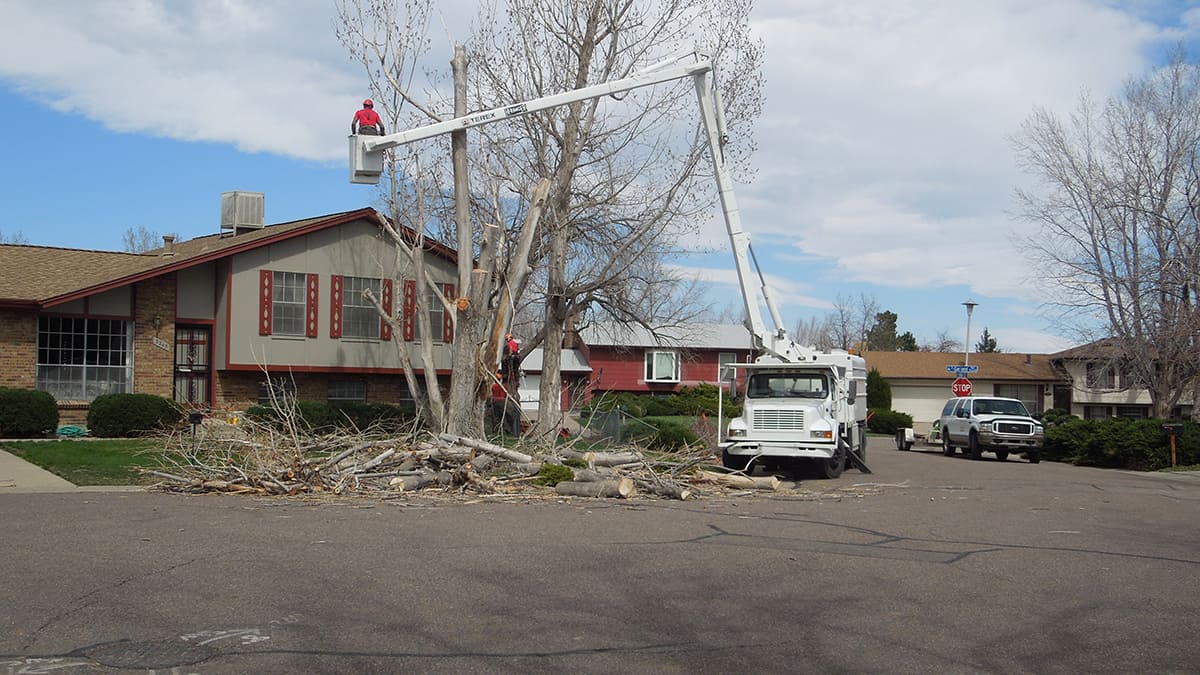 Tree needing removal from house in Denver CO