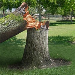 How to Tell if You Need Professional Tree Removal - Apple Valley Tree  Service