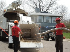 Tree Debris Removal Denver