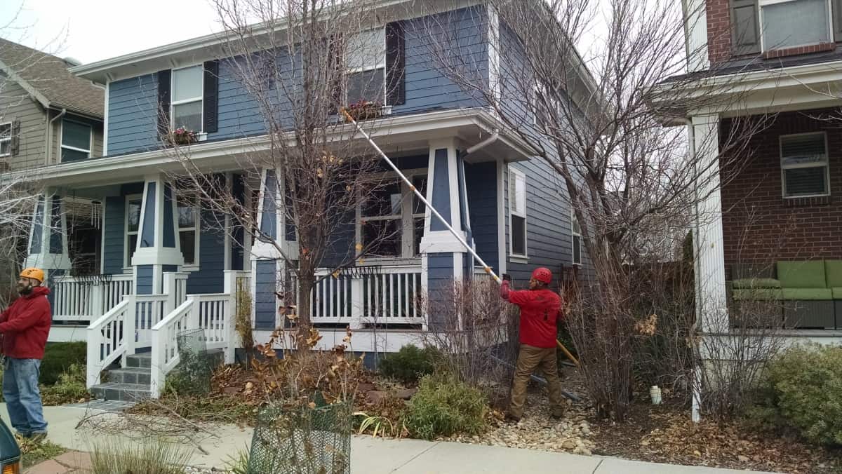 tree trimming in Littleton CO