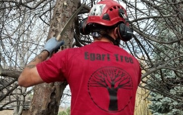 best_tree_service_CO.jpg