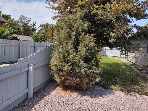 best-bush removal denver co best bush removal in denver co area