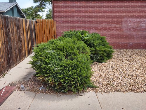 best-denver hedge removal