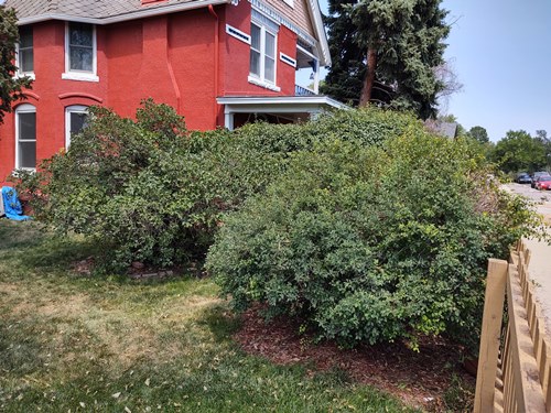 best denver shrub removal