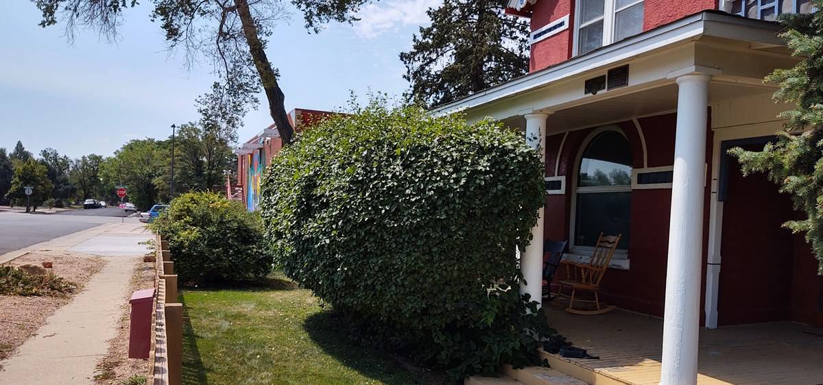 We remove over grown bushes shrubs and hedges denver area bush shrub and hedge removal