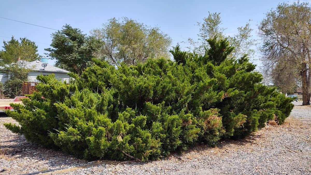 over grown bushes in Denver Colorado