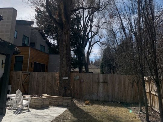 Tree removal with a crane in Denver CO