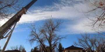 crane tree removal job in Denver CO