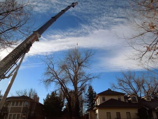 crane tree removal job in Denver CO