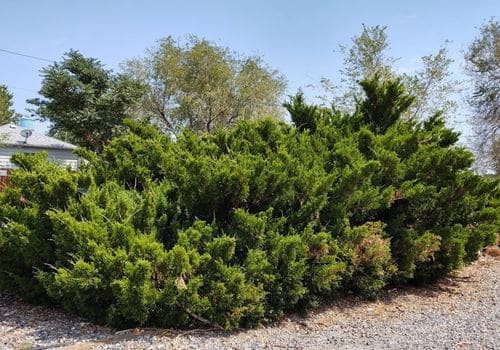 best bush removal in Denver Colorado