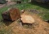 best stump removal in Denver Colorado