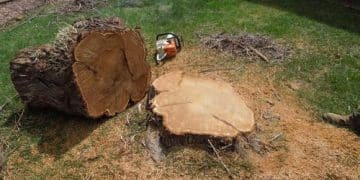 Stump Grinding