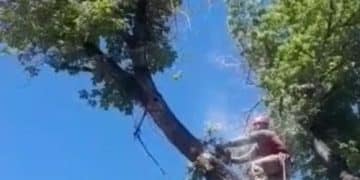 Tree Removal