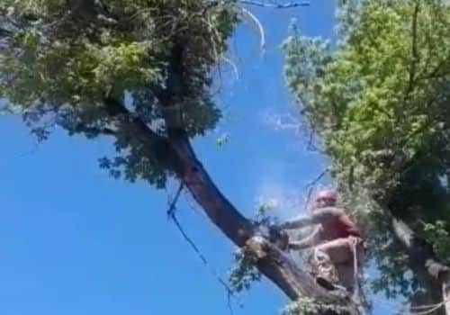 best tree removal in Denver Colorado