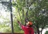 best tree trimming in Denver Colorado - John Egart's Tree Service best tree trimming in Denver Colorado