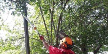 Tree Trimming