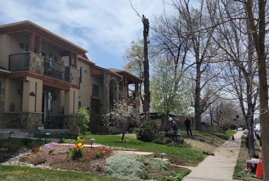 tree-removal-job-in-denver-co