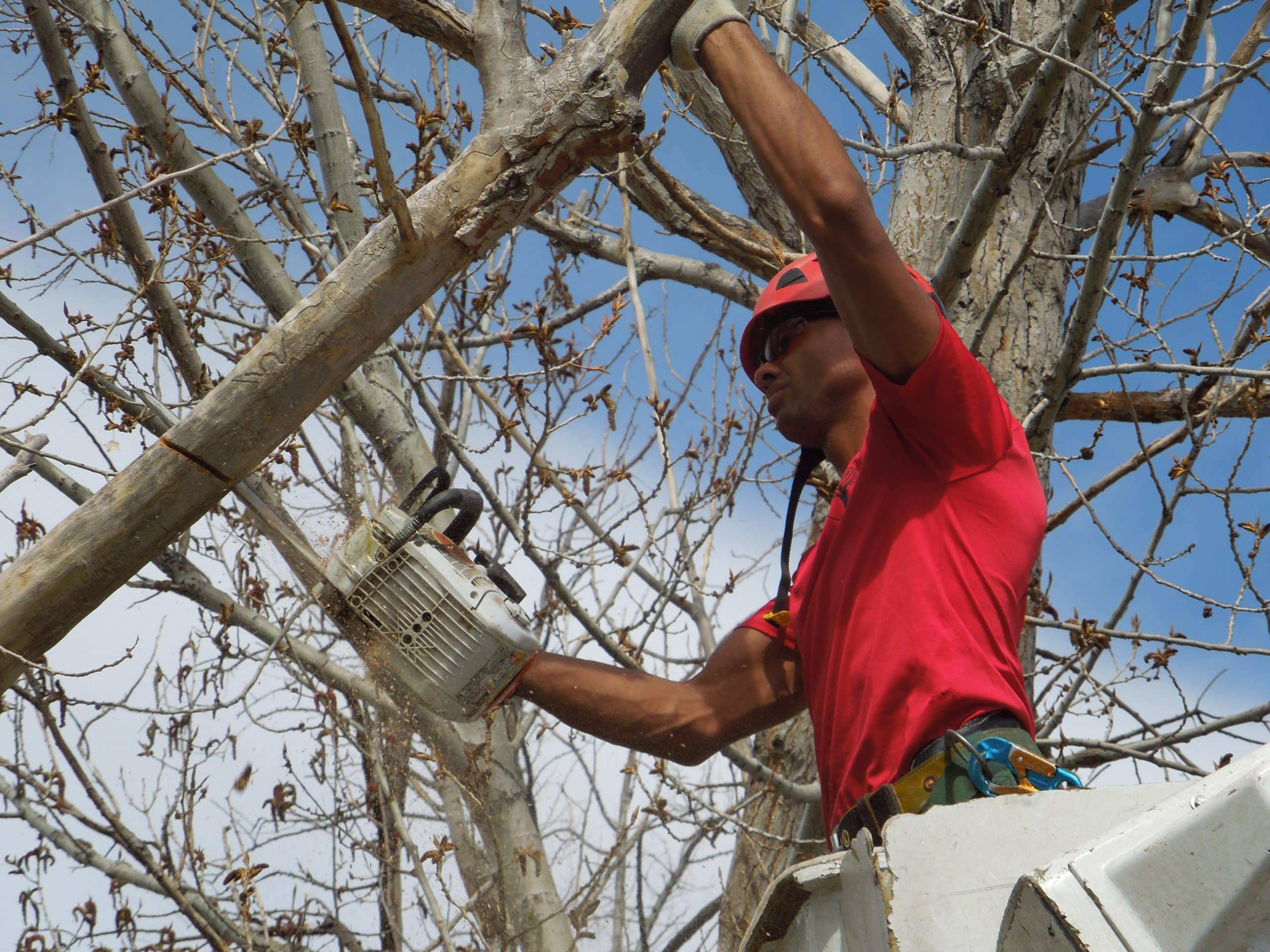 tree-trimming-denver-co