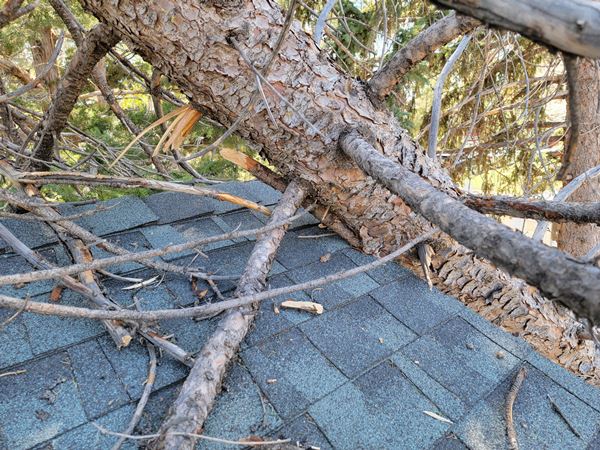 best emergency tree removal in denver co