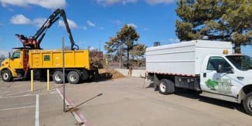 dead pine tree removal in Denver CO before