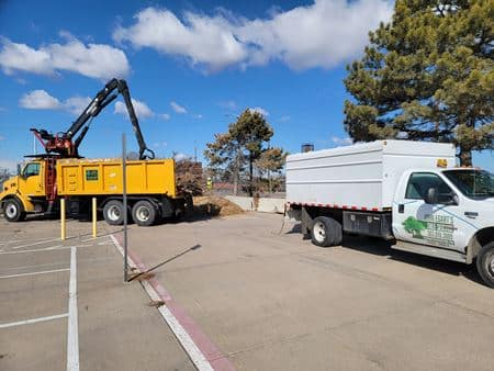 dead pine tree removal in Denver CO before