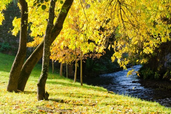 #image_title denver ash tree