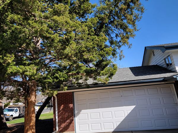 emergency tree removal denver co